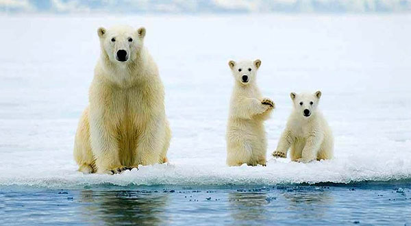 Polar Bears Could Face Extinction Faster Than Thought Polar Bears Could Face Extinction Faster Than Thought